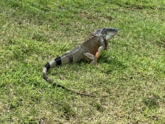 Iguana iguana