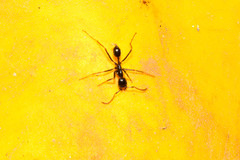 Labidus