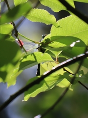 Gomphus vulgatissimus