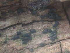 Hysterium angustatum