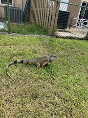 Iguana iguana