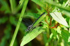 Stenogomphurus rogersi