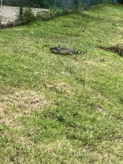 Iguana iguana