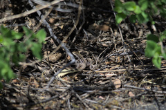 Aspidoscelis uniparens