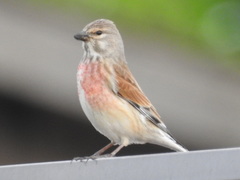 Linaria cannabina cannabina
