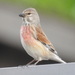 Common Linnet - Photo (c) igor_voinov, some rights reserved (CC BY-NC), uploaded by igor_voinov