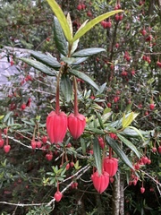 Crinodendron hookerianum