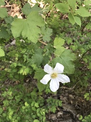 Rubus neomexicanus