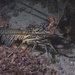 Painted Spiny Lobster - Photo (c) Elias Levy, some rights reserved (CC BY)