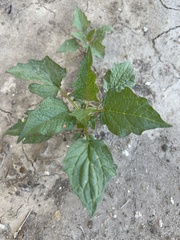 Chenopodiastrum simplex