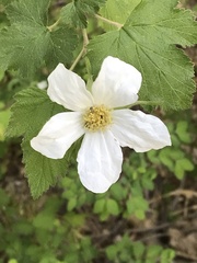 Rubus neomexicanus