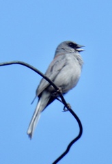 Junco hyemalis dorsalis