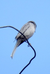 Junco hyemalis dorsalis