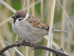 Passer montanus montanus