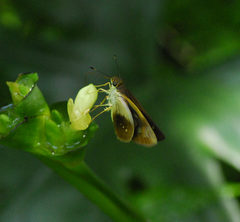 Calpodes longirostris