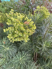 Euphorbia