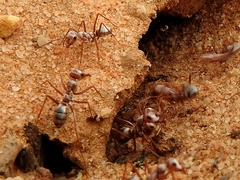 Cataglyphis bombycina