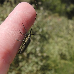 Agapanthia asphodeli
