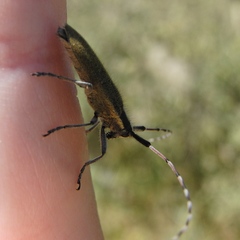 Agapanthia asphodeli