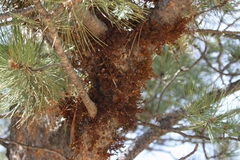 Arceuthobium vaginatum