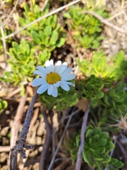 Argyranthemum pinnatifidum subsp. succulentum image