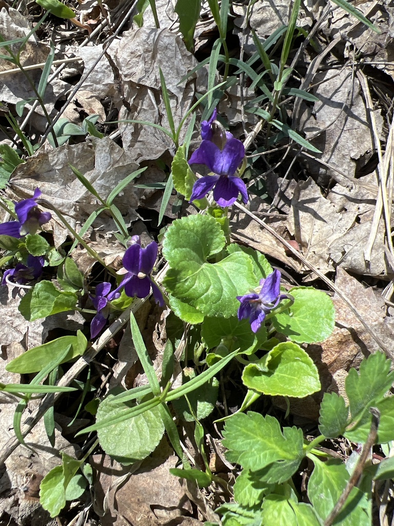 Section Viola