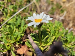 Argyranthemum pinnatifidum image