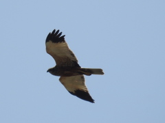 Circus aeruginosus aeruginosus