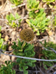 Argyranthemum pinnatifidum subsp. succulentum image