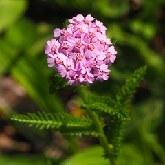 Achillea aspleniifolia