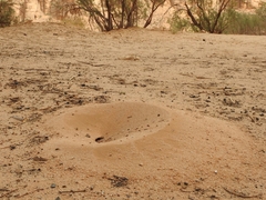 Cataglyphis bombycina