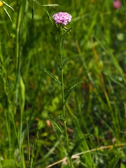 Achillea aspleniifolia