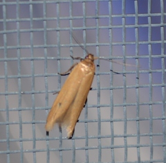 Holcocera immaculella