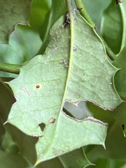 Chrysomyxa ilicina