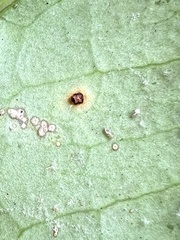 Chrysomyxa ilicina