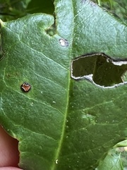Chrysomyxa ilicina
