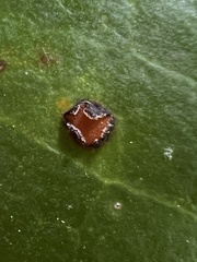 Chrysomyxa ilicina