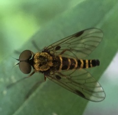 Chrysopilus fasciatus