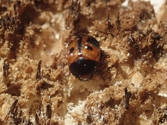 Diaperis maculata