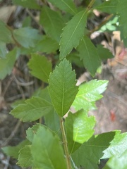 Morella cerifera image