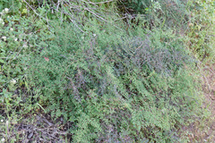 Pellaea andromedifolia