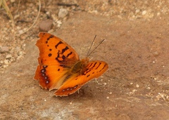 Catacroptera cloanthe cloanthe
