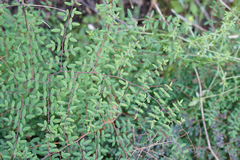 Pellaea andromedifolia