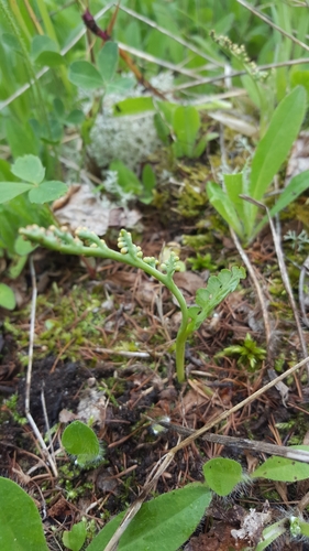 Pale botrychium (Botrychium pallidum)