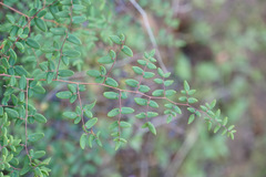 Pellaea andromedifolia