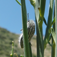 Julodis fidelissima