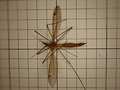 Tipula bezzii