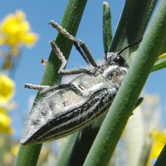 Julodis fidelissima