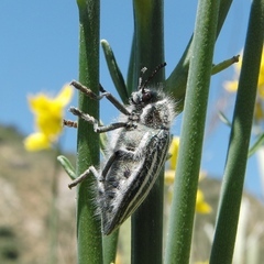 Julodis fidelissima