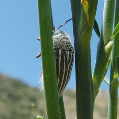 Julodis fidelissima